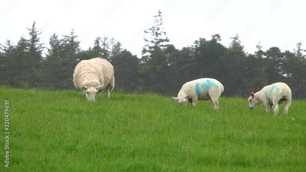 Three Irish sheep are shown grazing on a farm field during an overcast