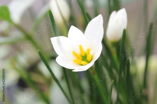 white crocus flower in garden, white crocus flower,