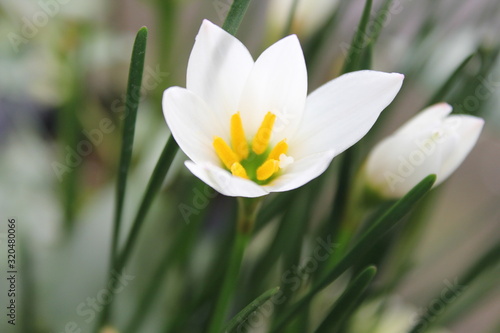 white crocus flower in garden, white crocus flower,