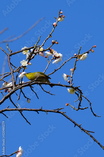 kingfisher on plum tree