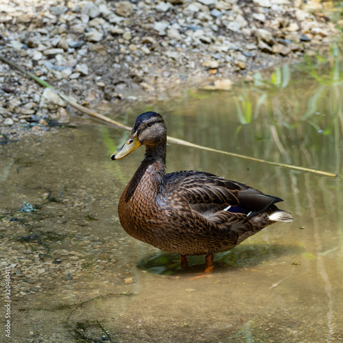 Duck family