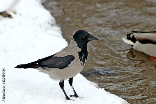 crow on snow