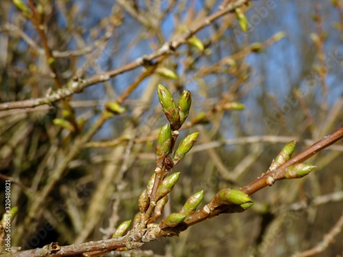 forsythia buds in spring