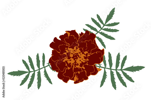 French marigold red flower....