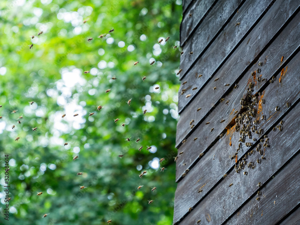 Hive of bees Hive of bees