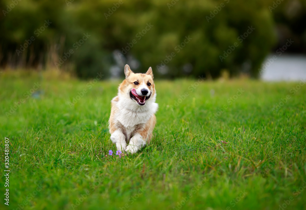 cute red dog Corgi puppy runs through a green blooming summer meadow with its pretty head out language