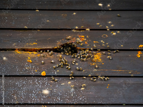 Hive of bees