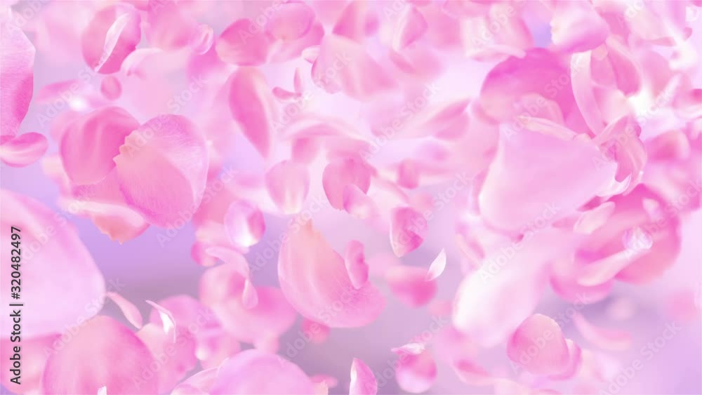 Pink Rose Petals falling loopable background in 4K