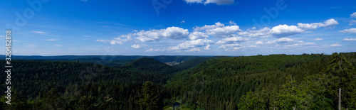 Landscape of Forest
