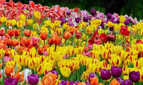 tulips  bright beautiful color  bloom in the garden in the open field