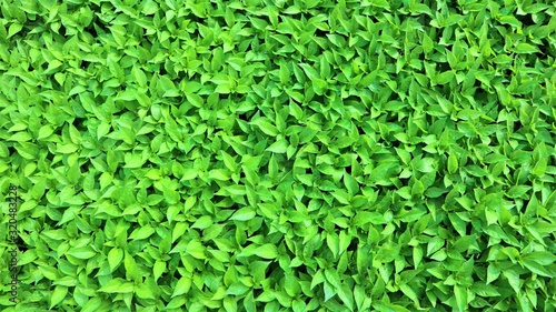 green leaves background © sunet