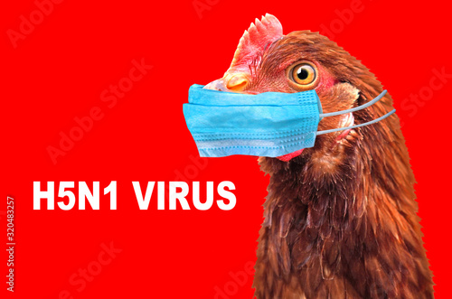Bird flu H5N1 in China concept with chicken portrait and medical protective mask. photo