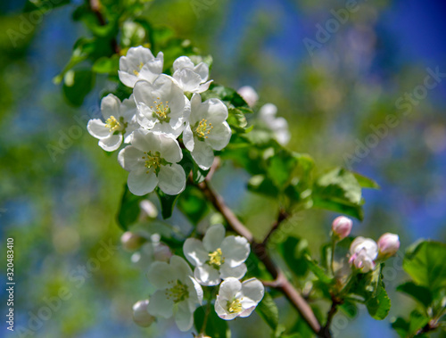 Blooming apple branch at spring garden. Natural background for greeting card, celebration invitation, calendar, poster, valentines day. © FO_DE