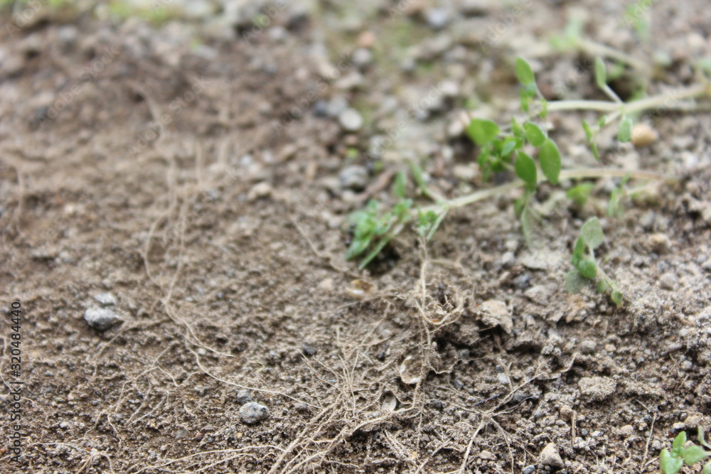 the roots, small root, plant roots, the roots, small root, plant roots,