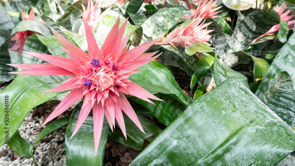 Beautiful pink tropical flower of acmea aechmea fasciata growing in a flowerbed with gravel in an exotic botanical garden with landscaping.