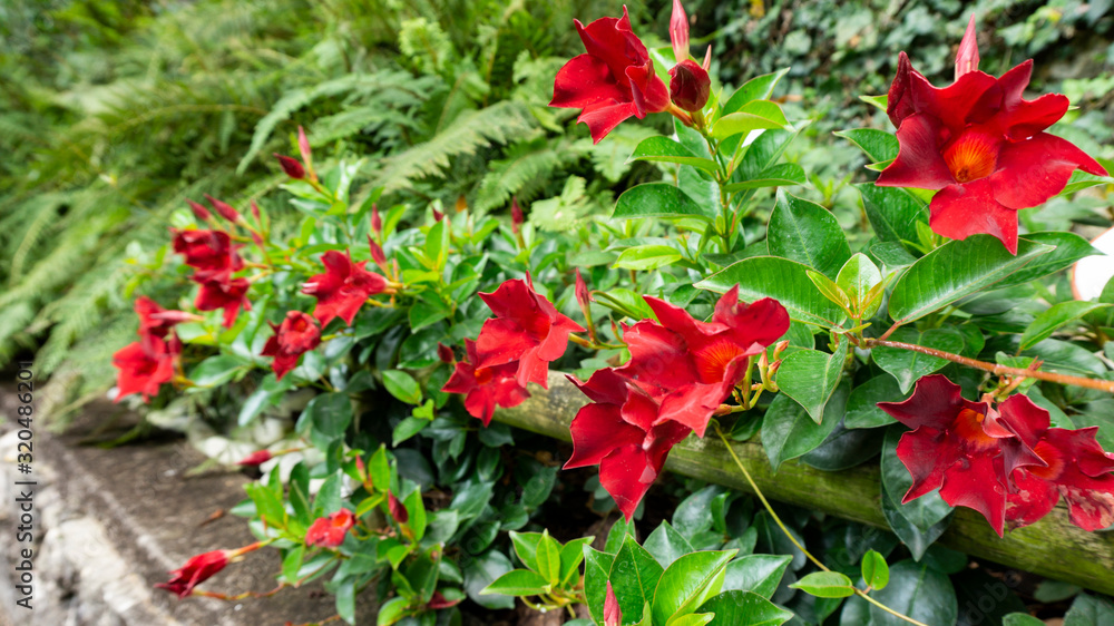 Mandevilla in landscape design of english garden. Picturesque close up photo of tropical exotic flower of red dipladenia or mannevilla in a natural habitat for wallpapers, magazines, calendars