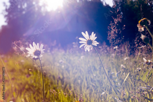 Chamomile in wild life on green background. © Татьяна Максимова