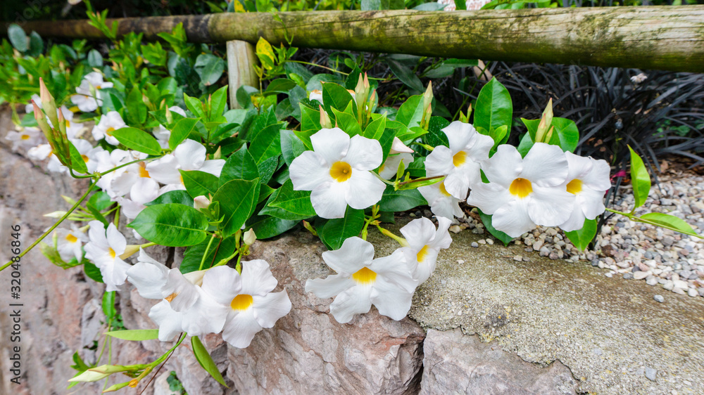 Landscape photo of tropical exotic flower of white dipladenia or
