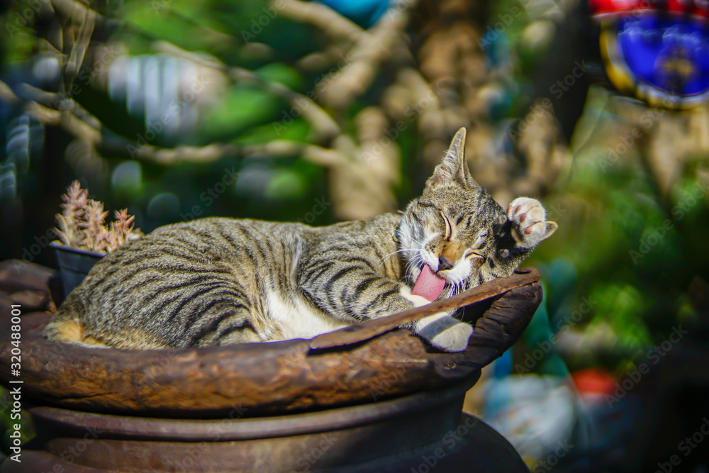 Obraz premium Portrait of striped cat resting on the wooden tray, close Thai cat