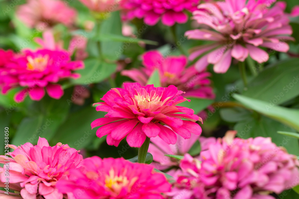 Pink flower petals in multiple layers Pink flower petals in multiple layers
