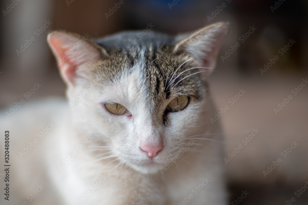 Close up white cat with striped spot, portrait of Thai cat