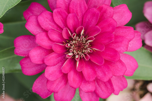 Pink flower petals in multiple layers