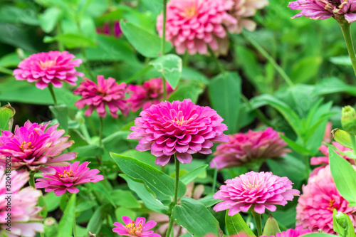 Pink flower petals in multiple layers