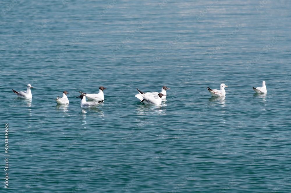 Seagulls floating on calm sea water surface. Flock of seagulls in blue water on bright sunny day