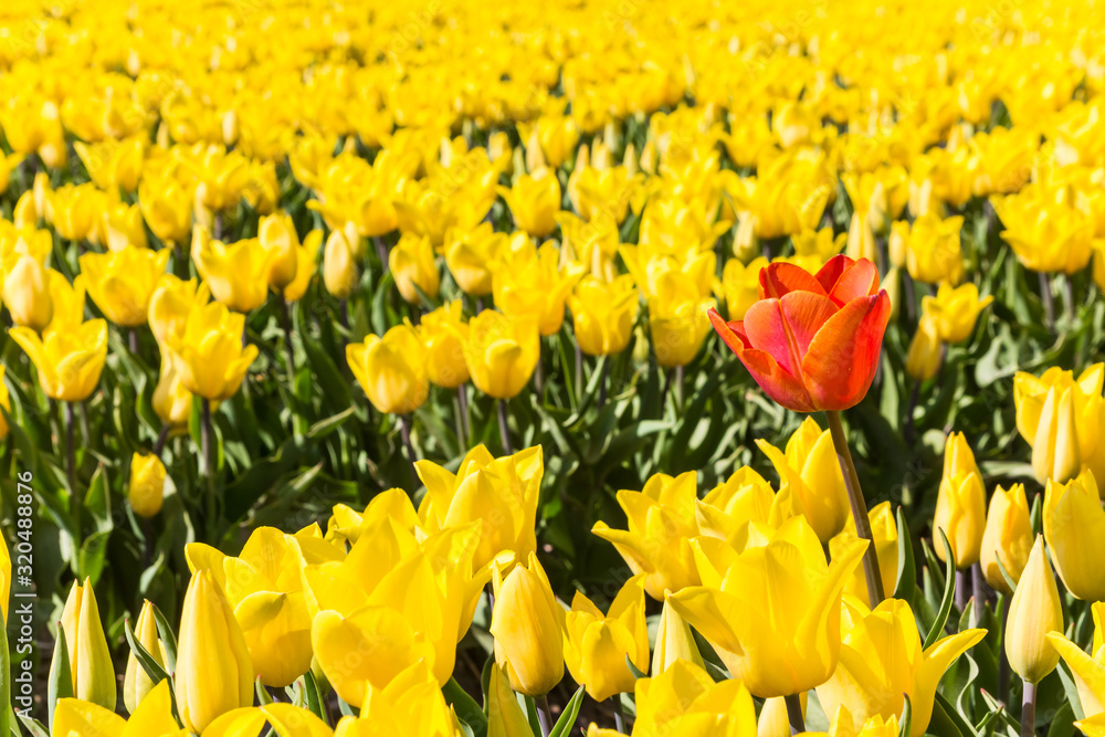 Single red tulip in a field of yellow tulips in Holland Single red tulip in a field of yellow tulips in Holland