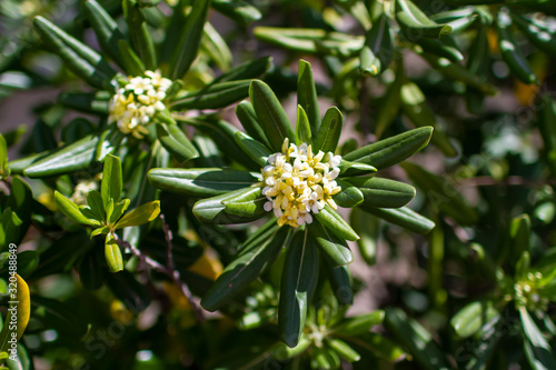 Pittosporum tobira - Australian Laurel leaves and flowers, spring blooming, sunny day, plant detail close up