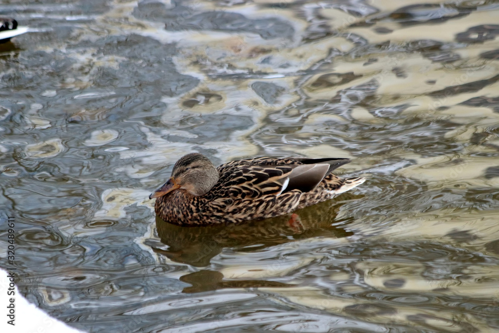 duck in water duck in water