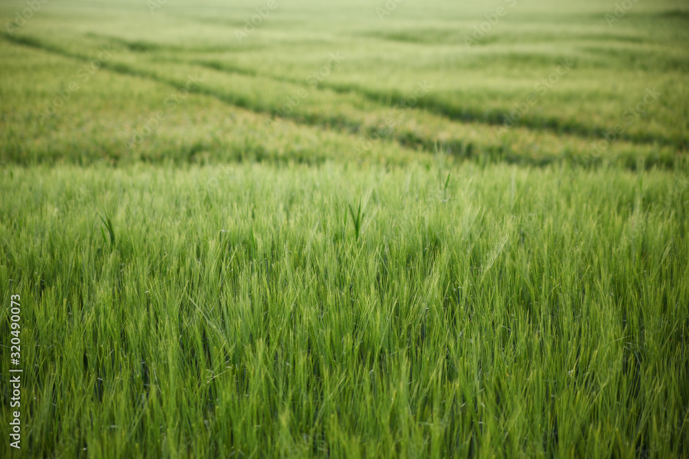 Getreidefeld, Weizen das mit Traktor Spuren im HIntergrund durchzogen ist Getreidefeld, Weizen das mit Traktor Spuren im HIntergrund durchzogen ist