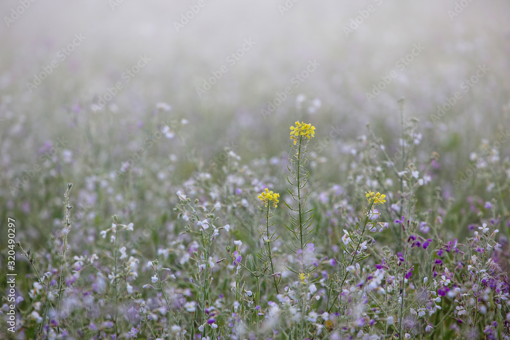 Drei Rapsblüten die in einem Feld voller Gründüngungs Pflanzen stehen im Nebel