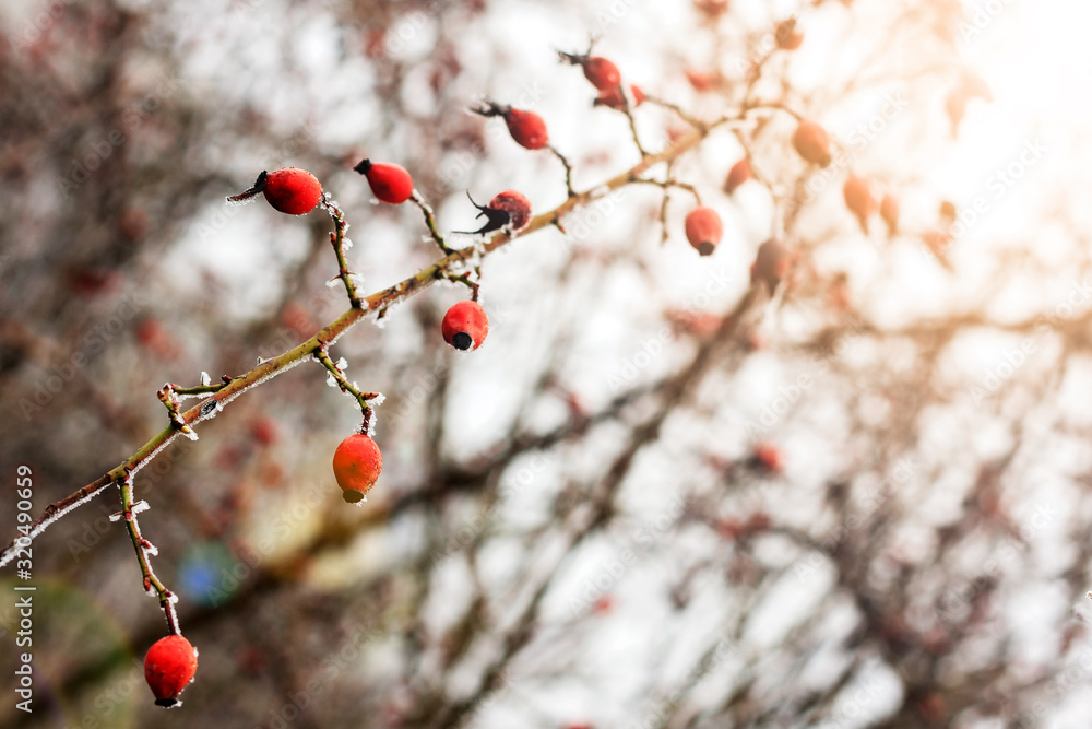 Winter landscape.Winter scene .Frozenned flower selective focus Winter landscape.Winter scene .Frozenned flower selective focus