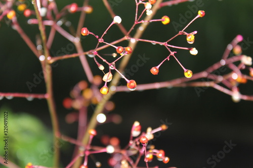 branch of a tree