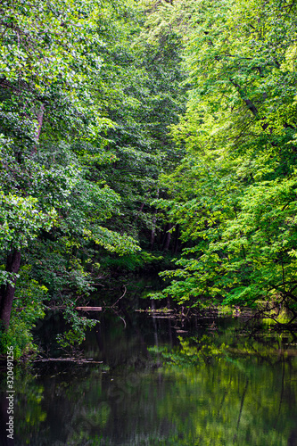 Green forest under water of river