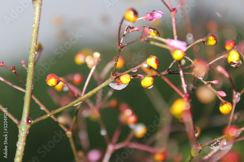 red berries of barberry