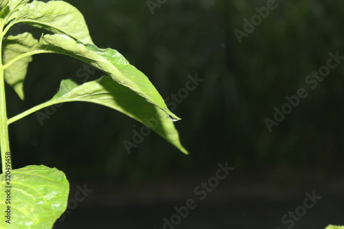 cayenne leaf, green chili leaves, chili leaves, chili leaves, chili plants, leaves