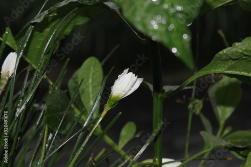 grass in the forest