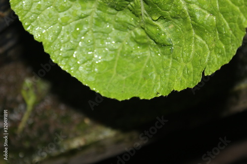 green leaf with drops of water
