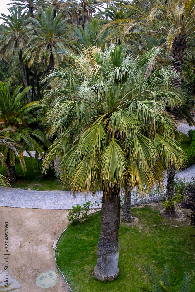 Obraz premium Eche palm grove