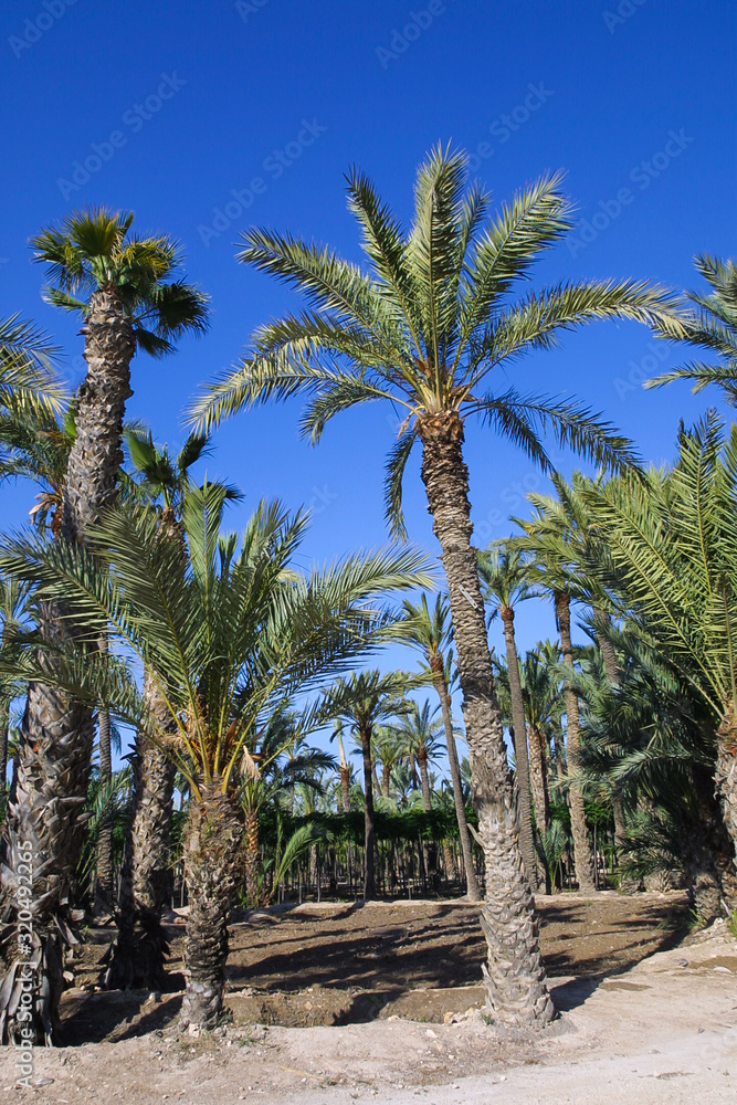 Fototapeta premium Eche palm grove