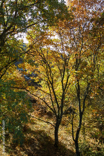 Natural park of Hayedo de Montejo.