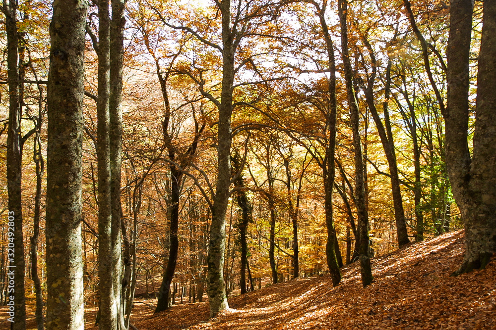 Fototapeta premium Natural park of Hayedo de Montejo.
