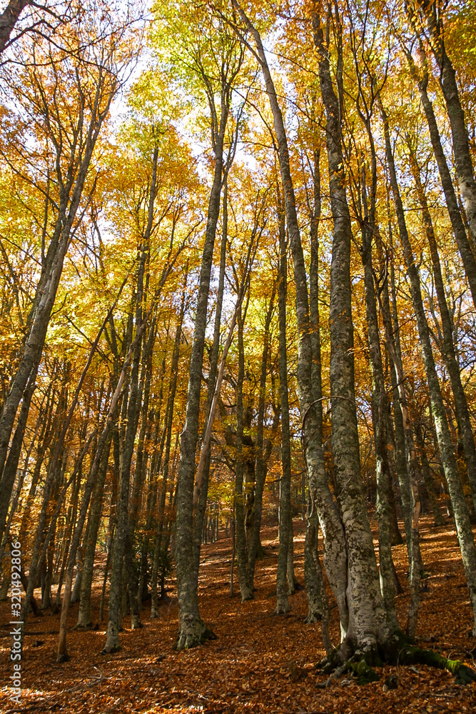 Obraz premium Natural park of Hayedo de Montejo.