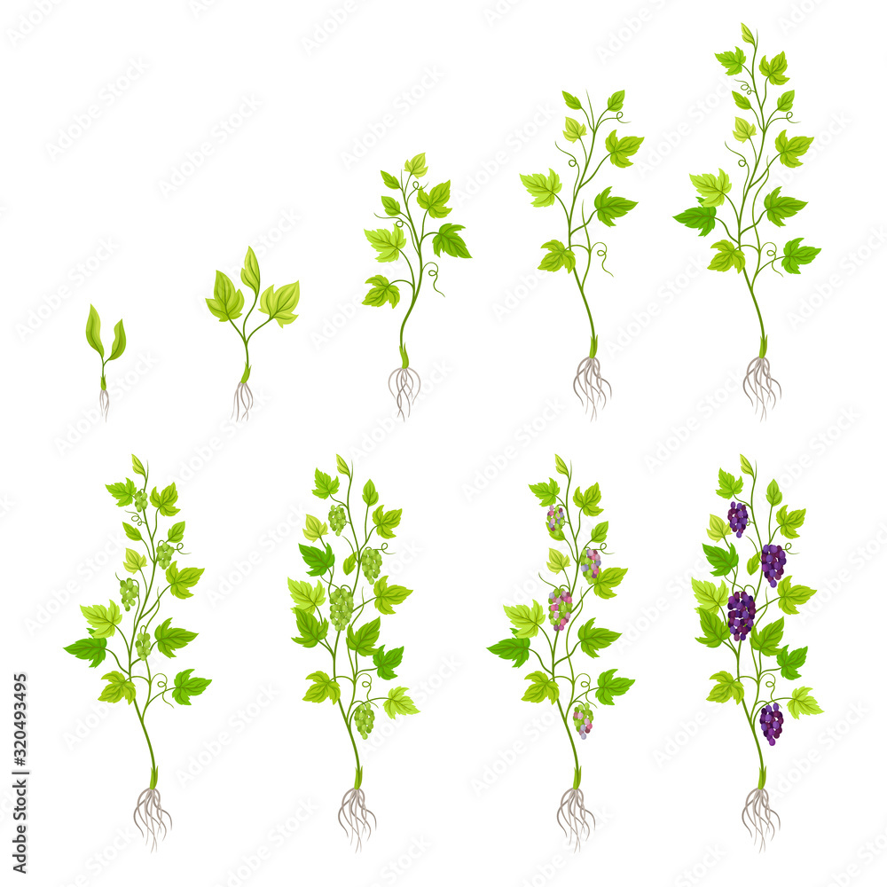Naklejka premium Grapes Growing Stages from Sprout to Veraison Vector Set