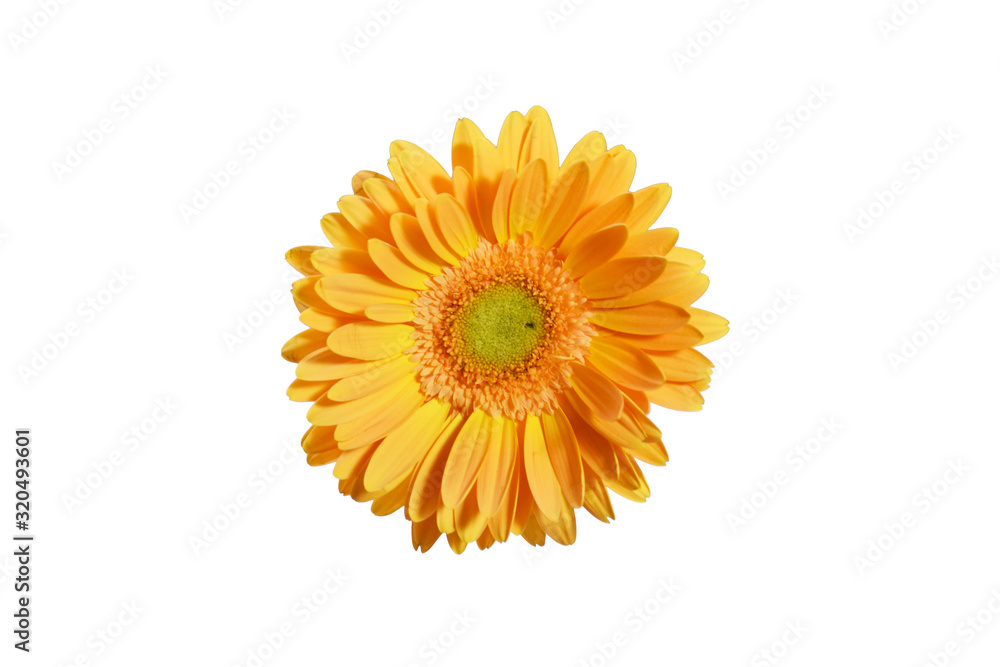 yellow gerbera daisy flower isolated on white background has clipping path yellow gerbera daisy flower isolated on white background has clipping path