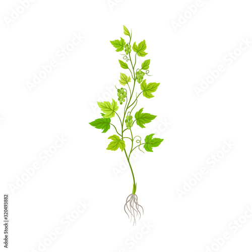 Seedling of Grape Plant with Thin Roots Isolated on White Background Vector Element
