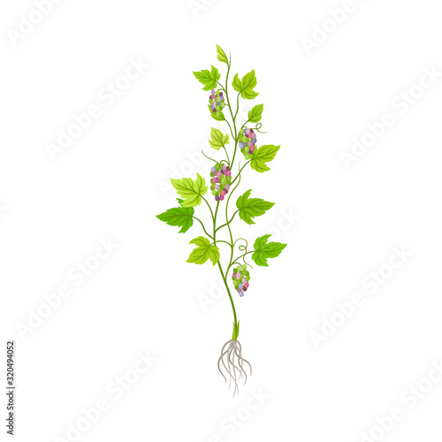 Grape Plant with Vines and Cluster of Grapes Vector Illustration