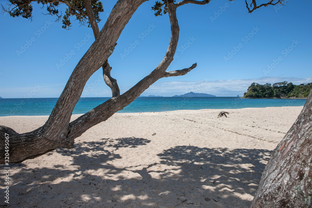 Mangawhai heads. Coast New Zealand. Coast and beach. Pohutukawa Trees. Mangawhai heads. Coast New Zealand. Coast and beach. Pohutukawa Trees.